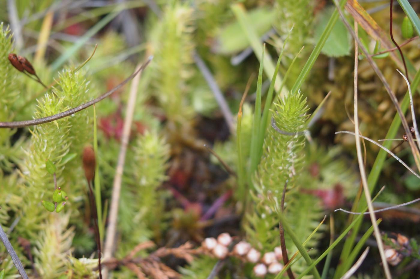 Clubmoss, Marsh fruit